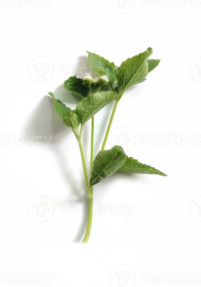 vert feuille isolé sur blanc arrière-plan, vert feuilles de tropical vert monstera feuille isolé sur blanc arrière-plan, photo