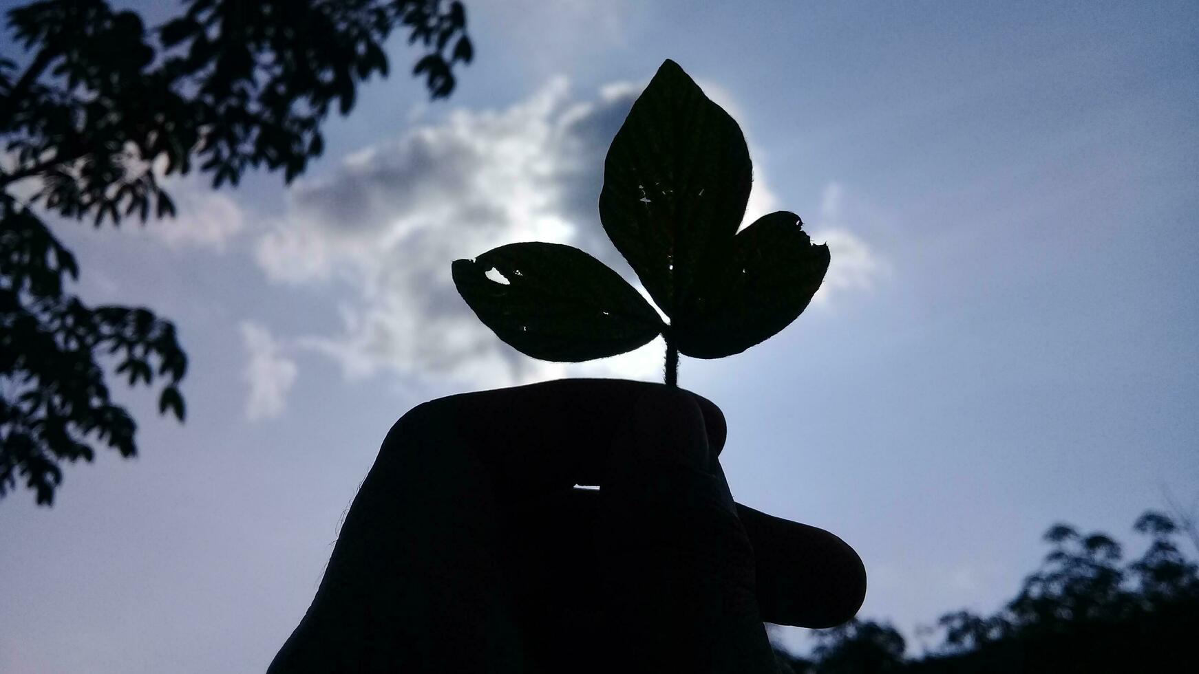 vue de une feuille avec silhouette de au dessous de dans une jardin photo