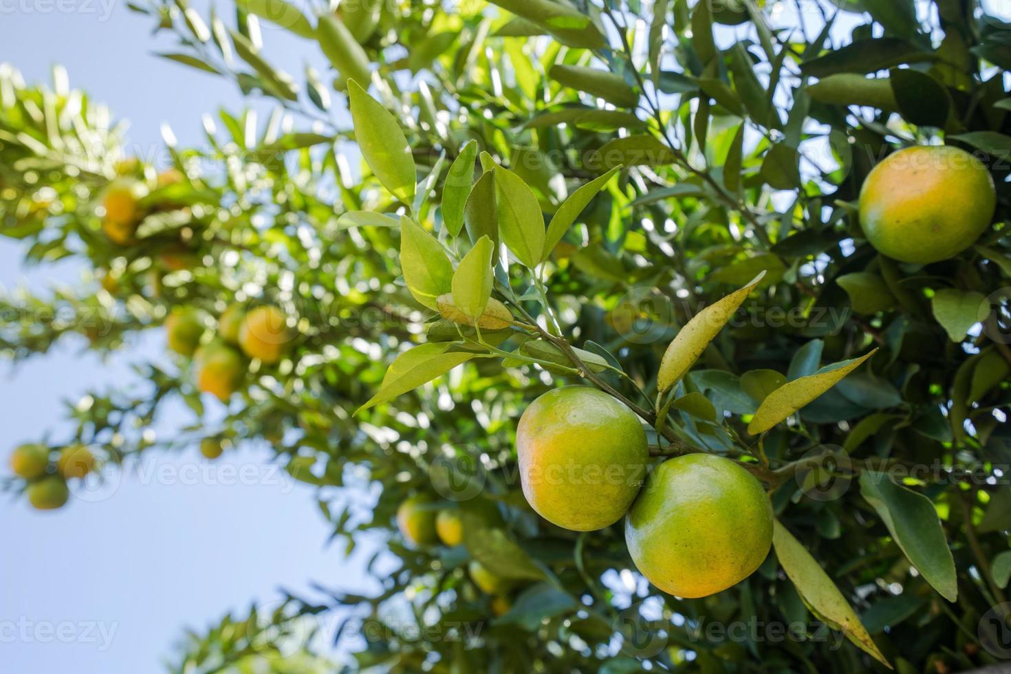 jardin de plantation d'oranges, orange mûre accrochée à un arbre photo
