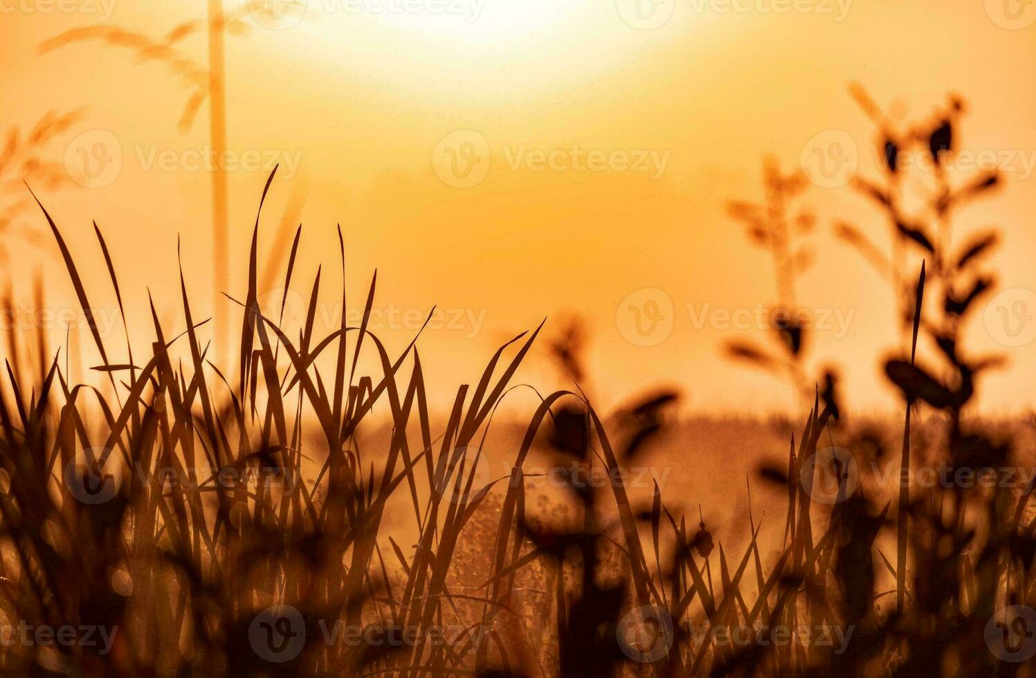 tropical mer le coucher du soleil arbre ciel vue Contexte photo