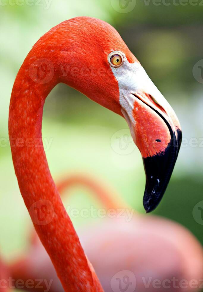 profil de américain flamant avec ses longue cou et le bec photo