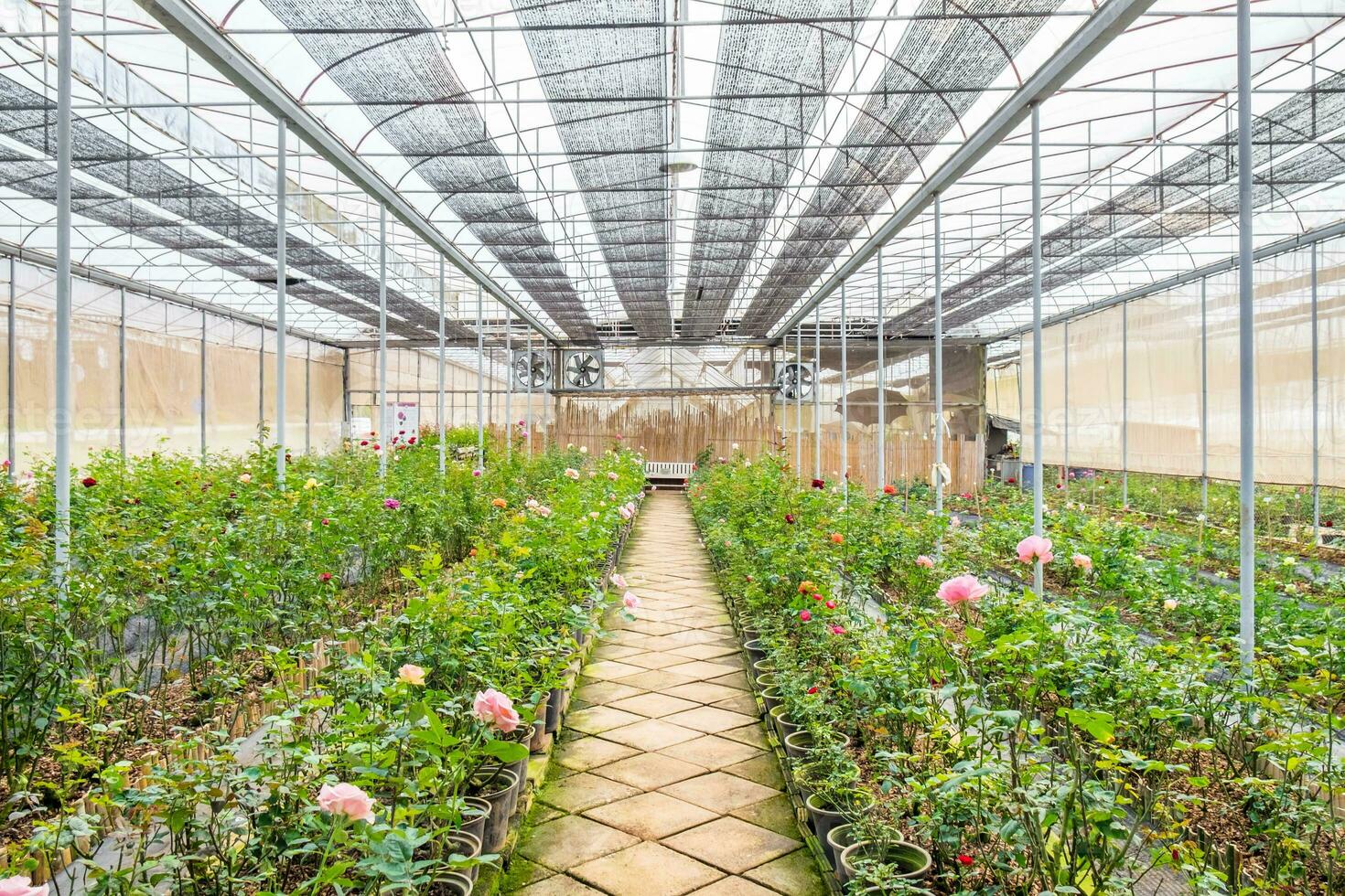 garderie plante des roses pièce photo