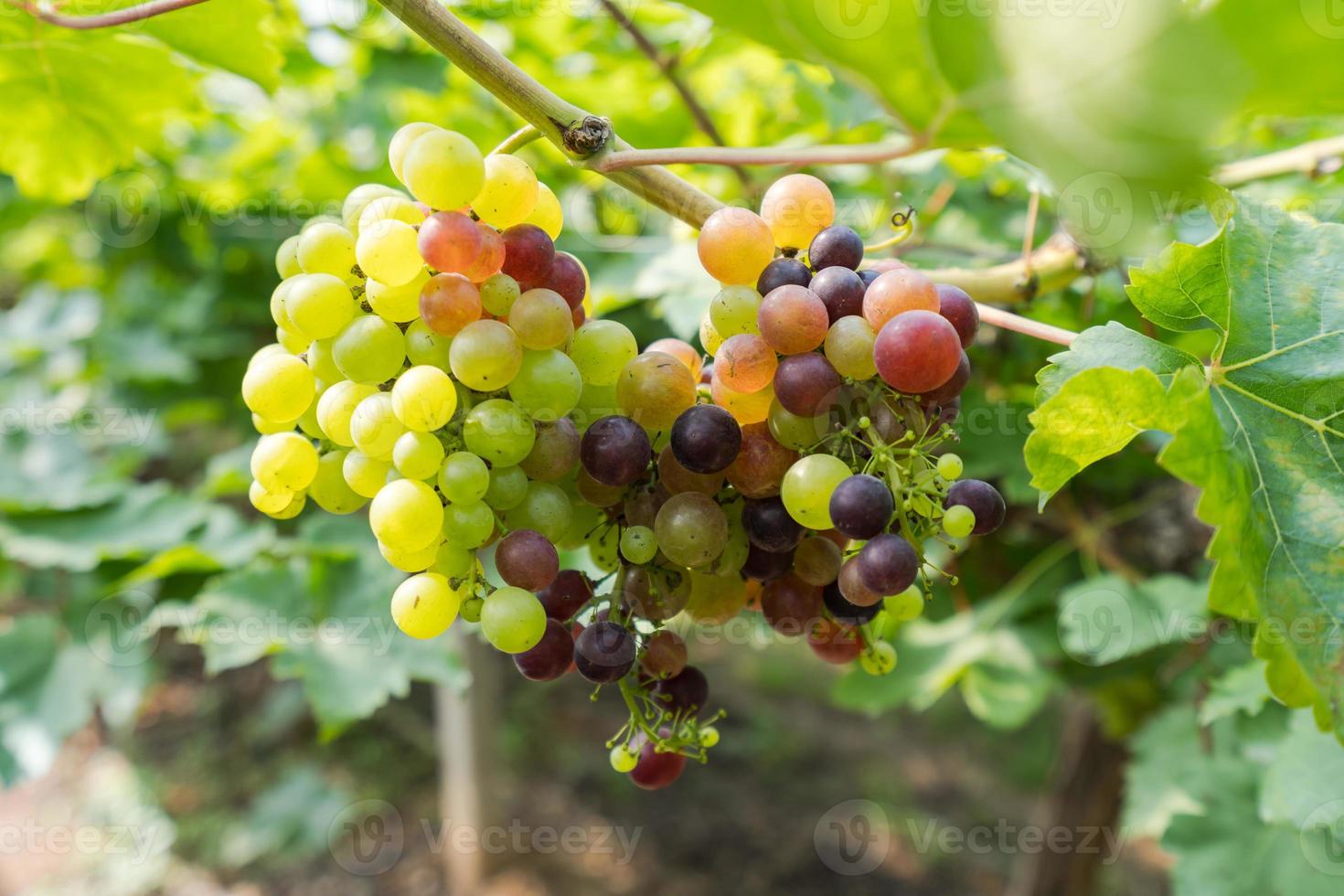 Vignoble avec raisins blancs en campagne, grappes de raisin ensoleillées accrochées à la vigne photo
