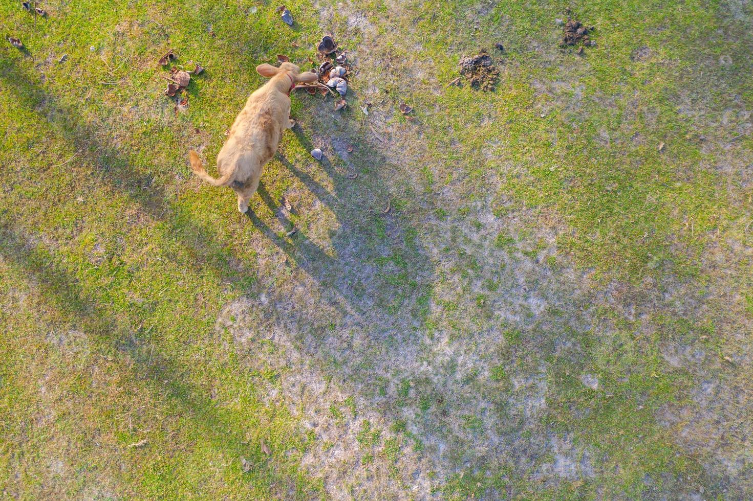 vue aérienne de dessus d'une vache sur un pré vert photo