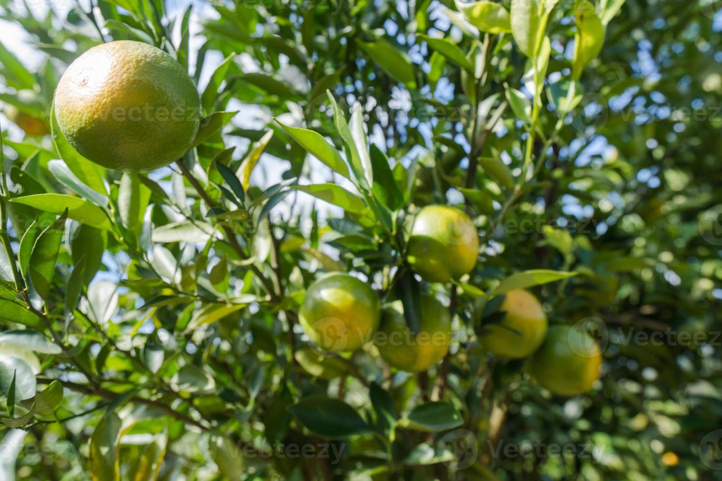 jardin de plantation d'oranges, orange mûre accrochée à un arbre photo