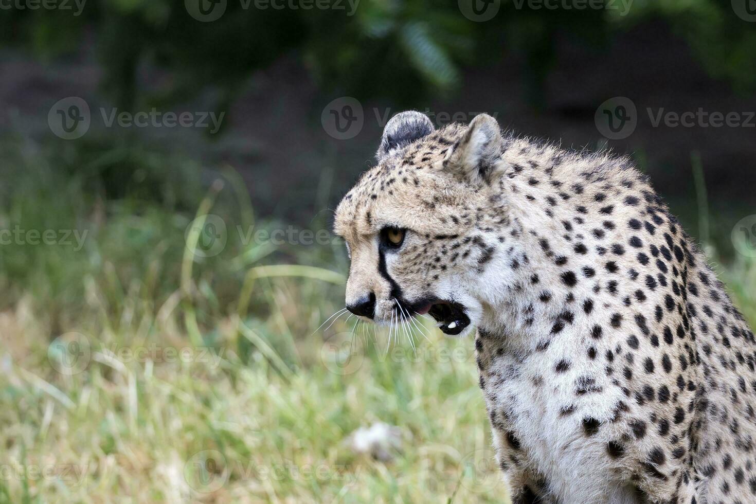 guépard dans une clairière photo