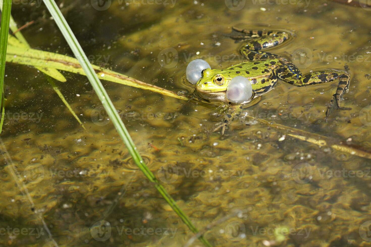 grenouille verte dans l & # 39; étang photo