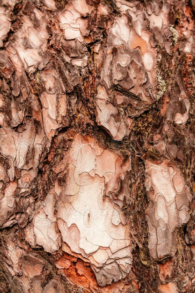 texture de écorce de une sapin arbre photo