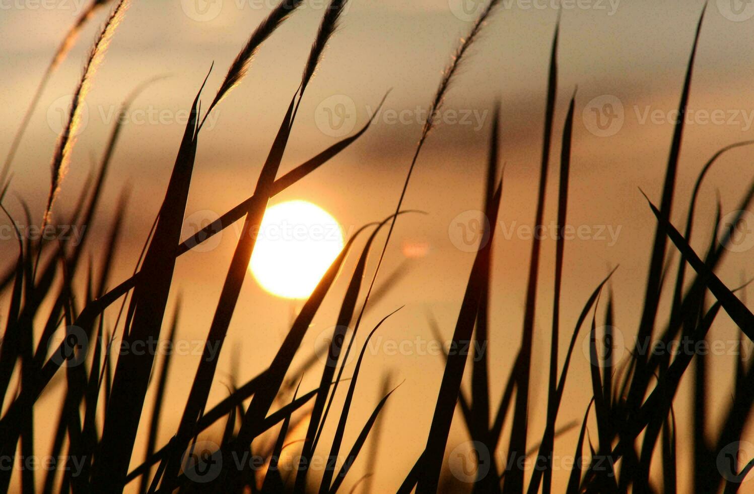 tropical mer le coucher du soleil arbre ciel vue Contexte photo