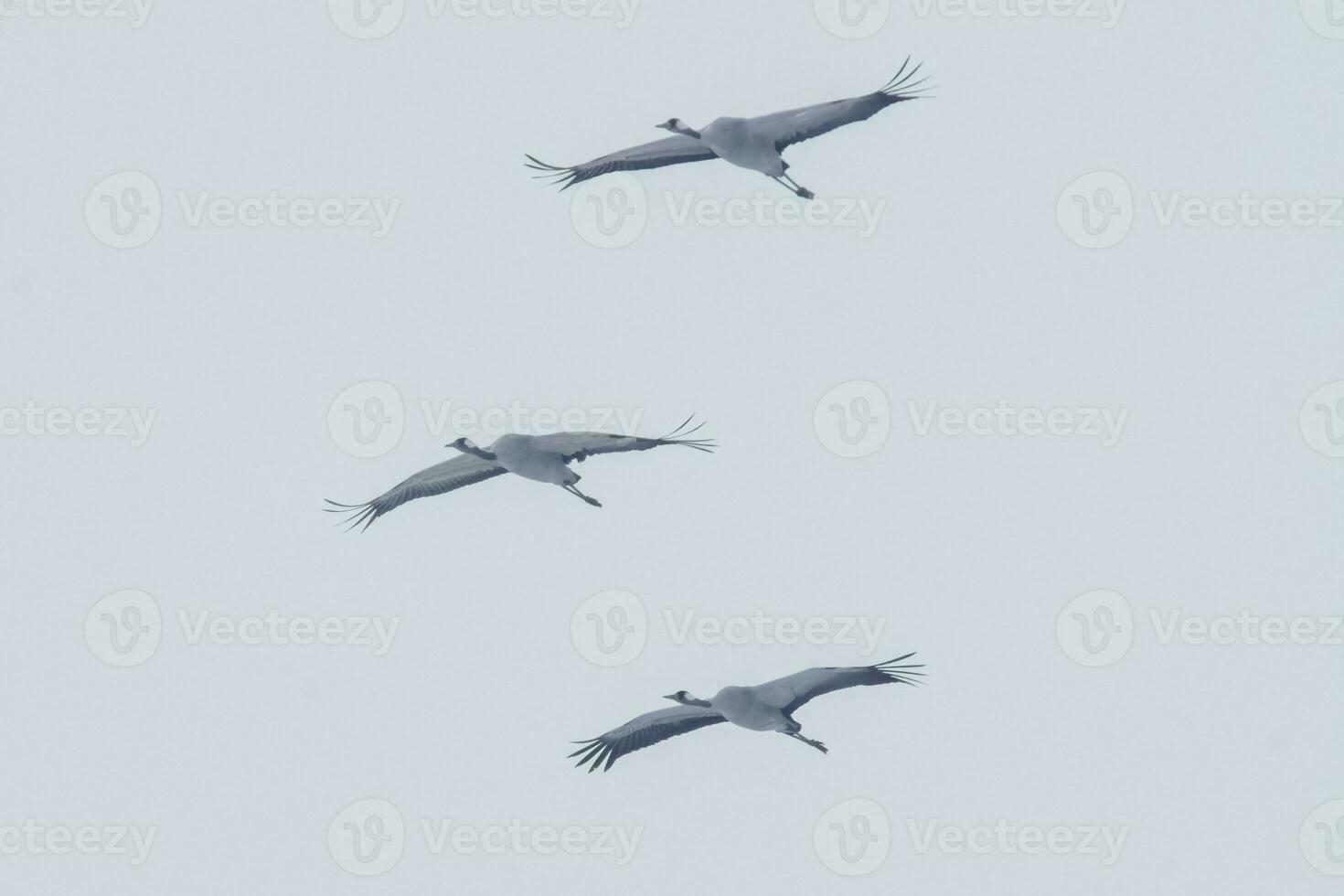 2 grues mouche dans le bleu ciel dans printemps photo