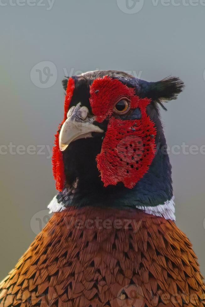 un tête portrait de une faisan coq phasianus colchique photo