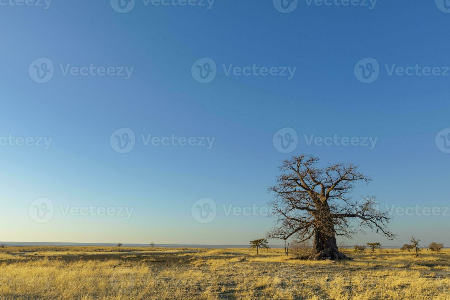 baobab arbre sur Kukonje île photo