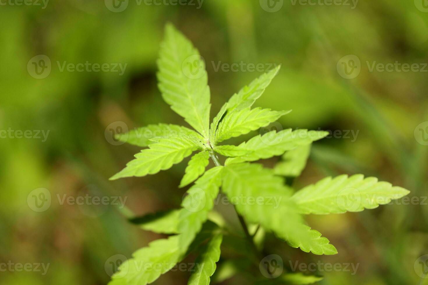 bébé cannabis plante le végétatif étape de marijuana croissance semis macro sur la nature vert Contexte pour le production essentiel cbd pétrole dans médicinal les préparatifs gros Taille haute qualité impression photo