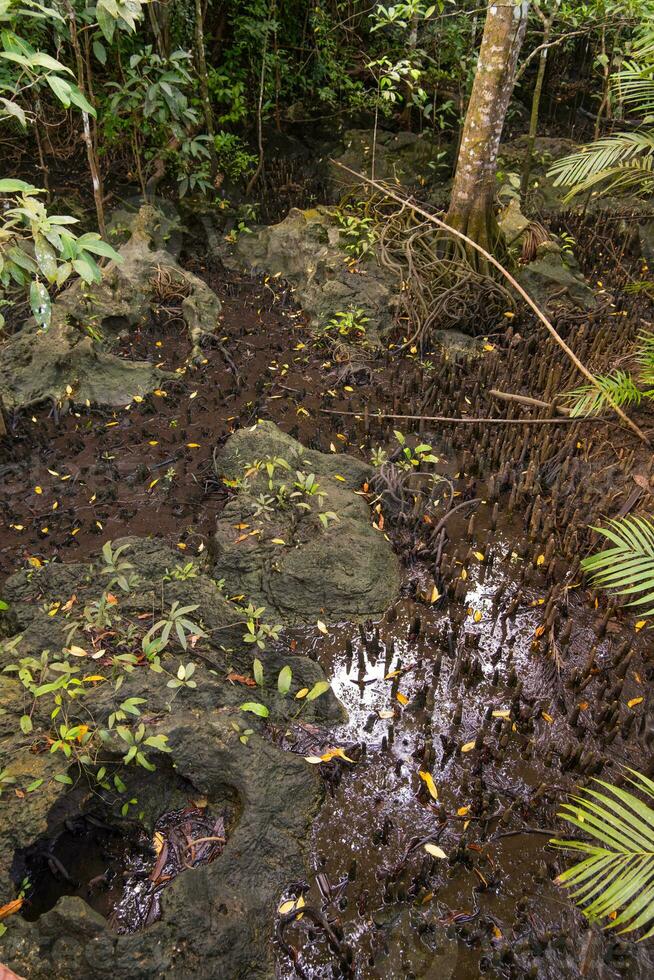 endroit de guerre dans krabi les marais et sol croissance de le sol. et étrange la nature photo