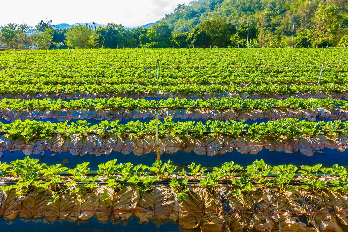 champ de fraises nature photo