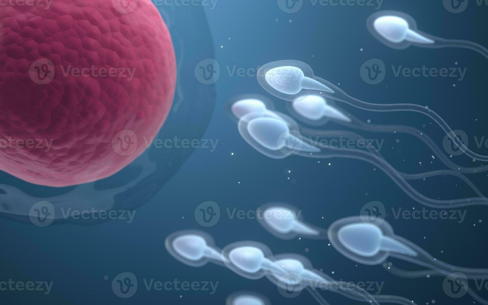 le syndicat de sperme et un Oeuf cellule, 3d le rendu. photo