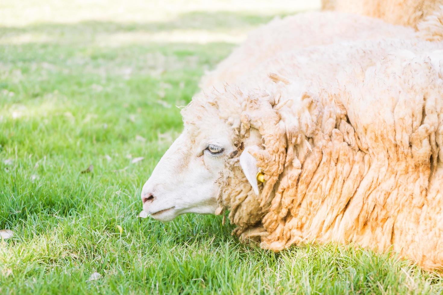 mouton sur l'herbe verte photo