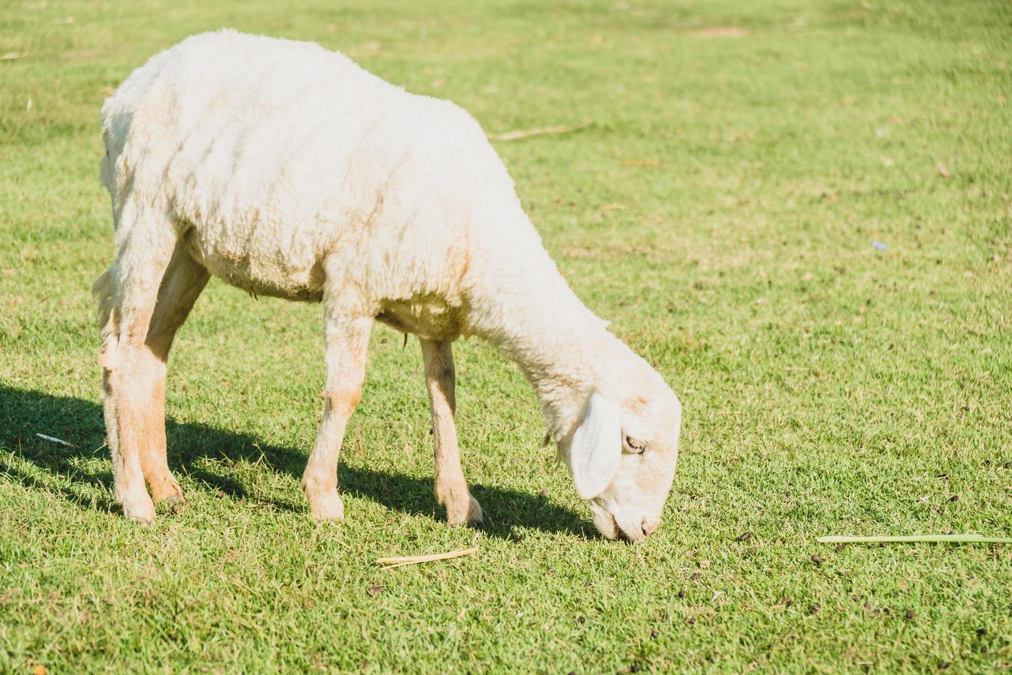 mouton sur l'herbe verte photo