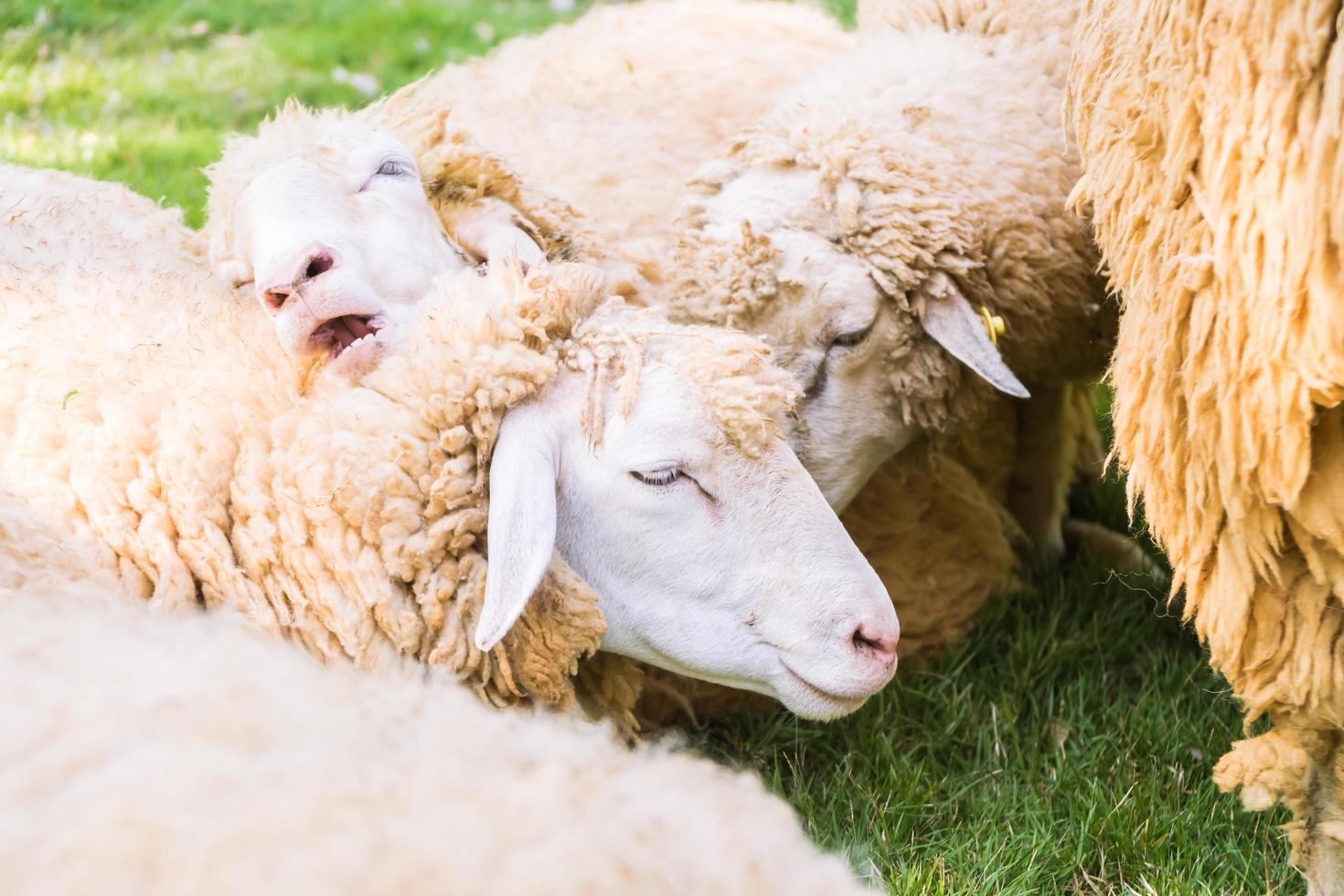 mouton sur l'herbe verte photo