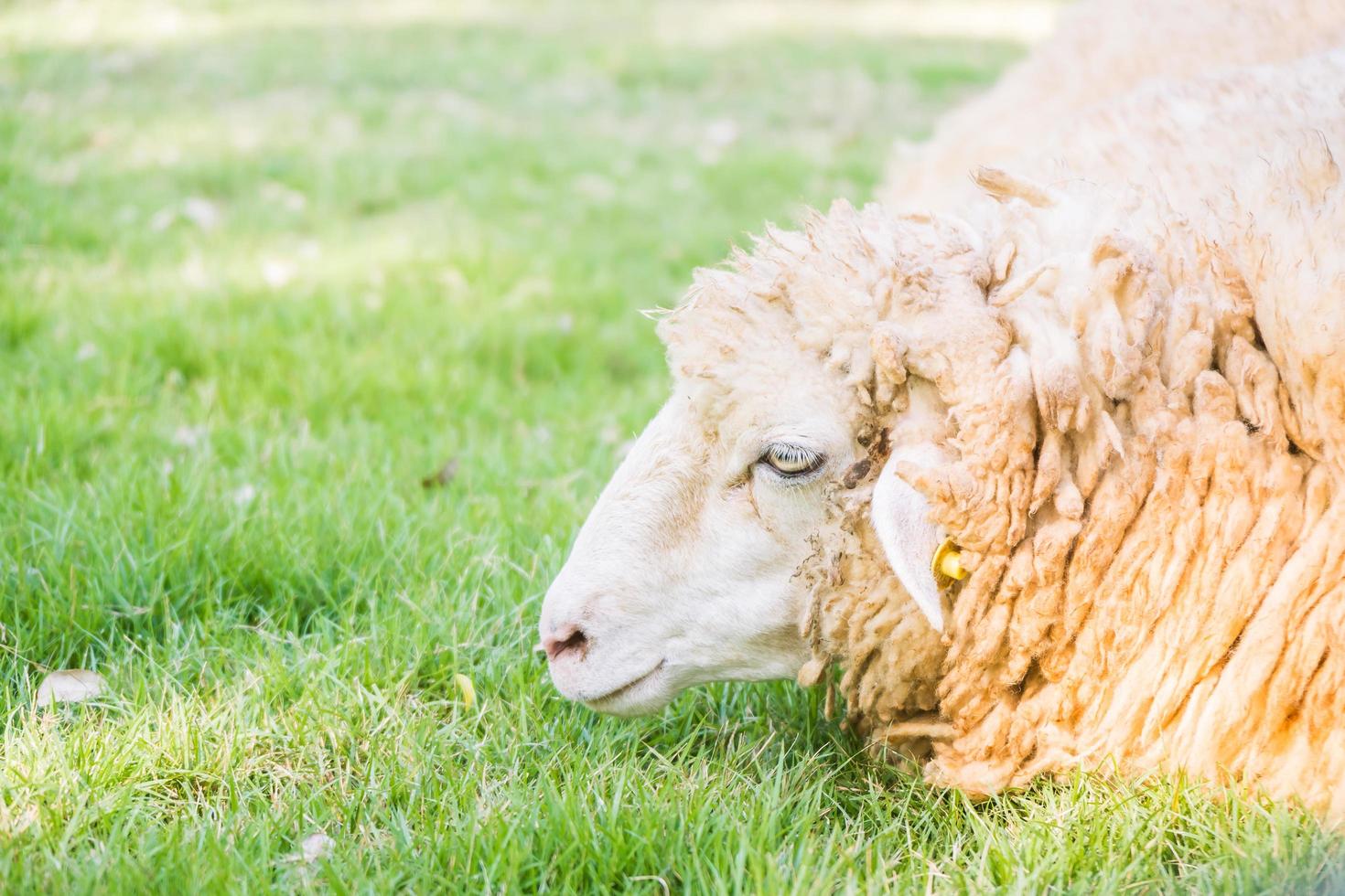 mouton sur l'herbe verte photo