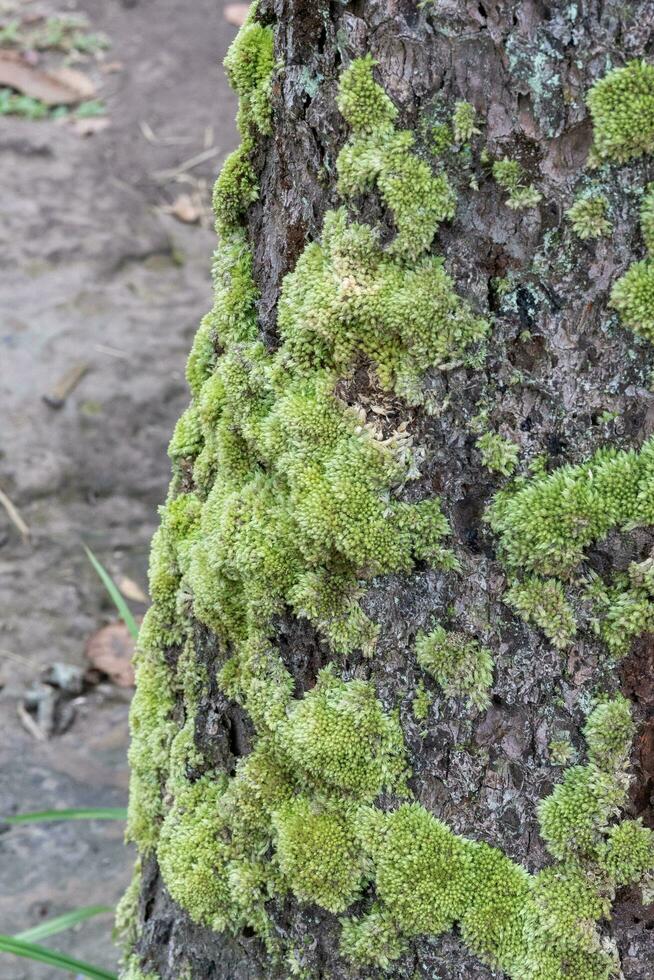 brouiller Contexte image de des arbres derrière photo