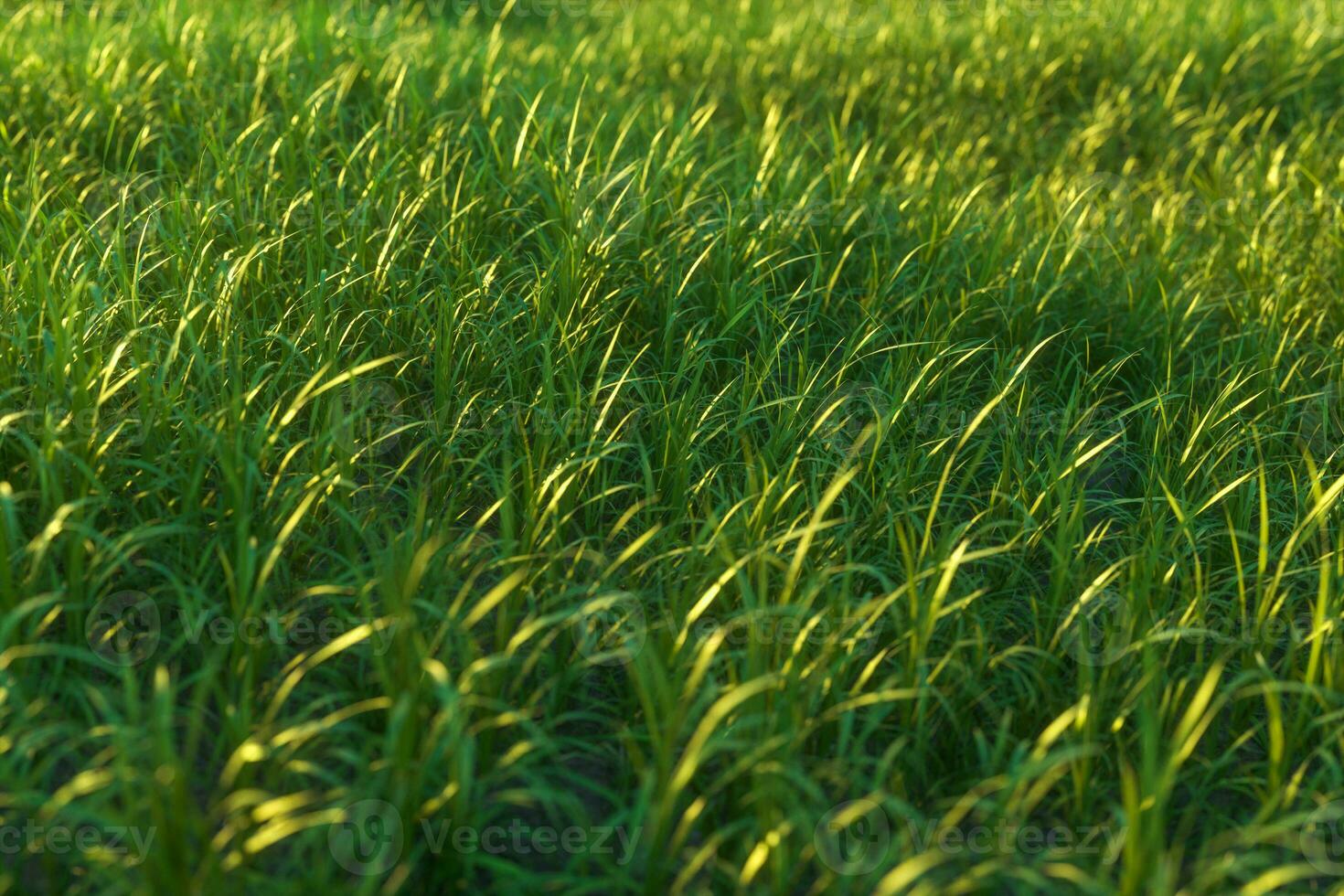 vert herbe et brillant champ,naturel paysage, 3d le rendu. photo