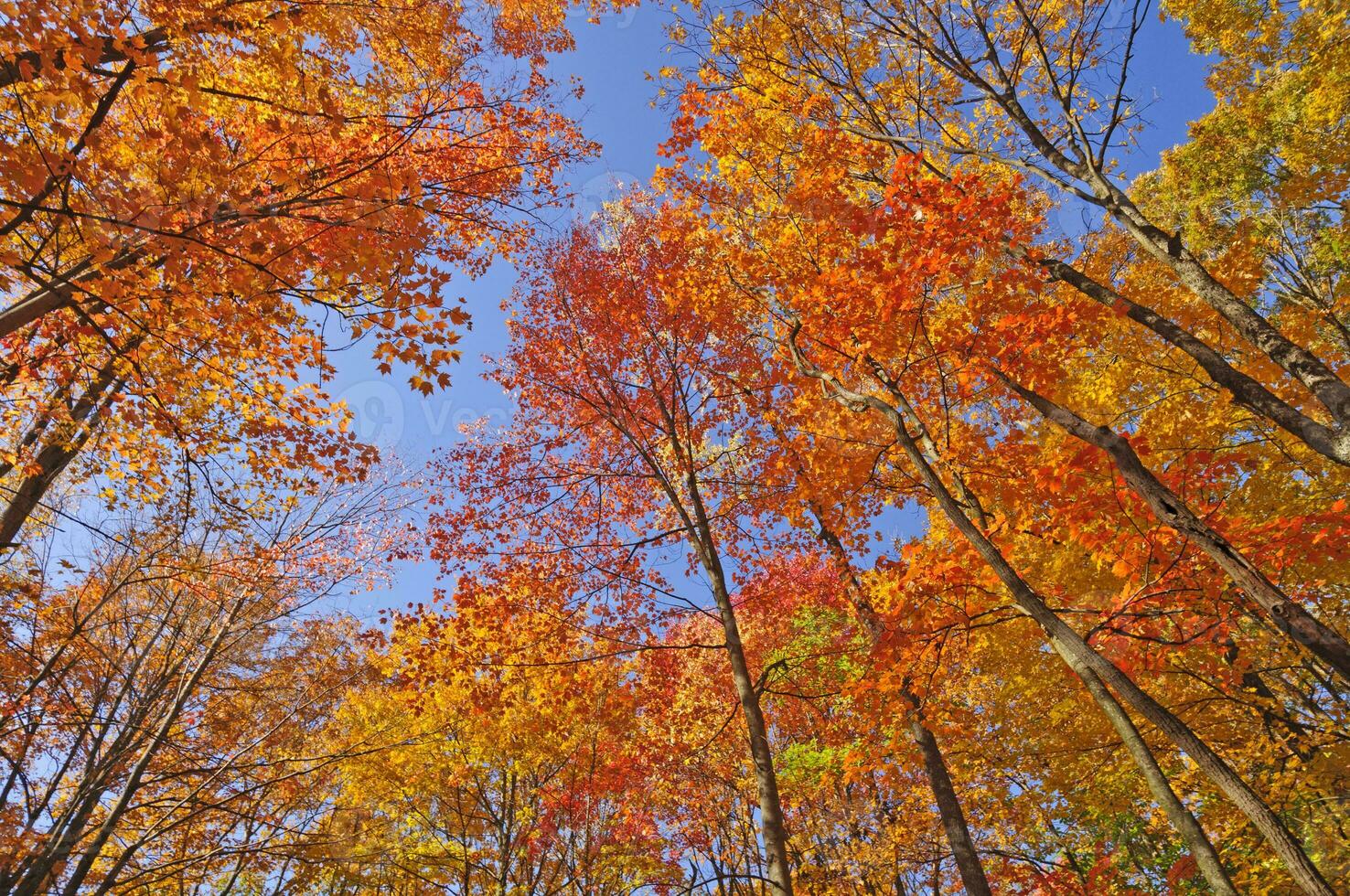 coloré canopée dans le tomber photo