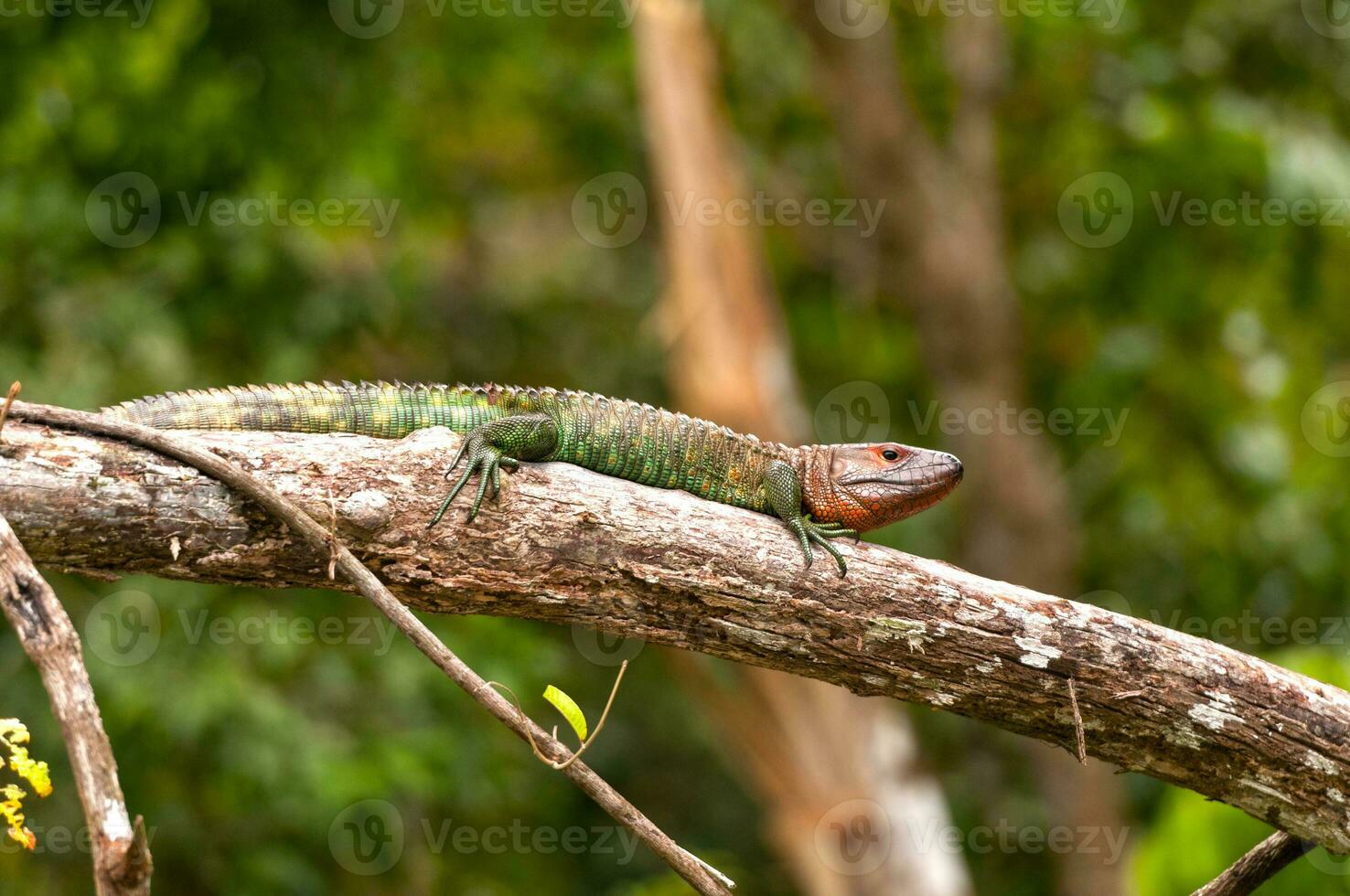 caïman lézard se prélasser sur une pluie forêt branche photo