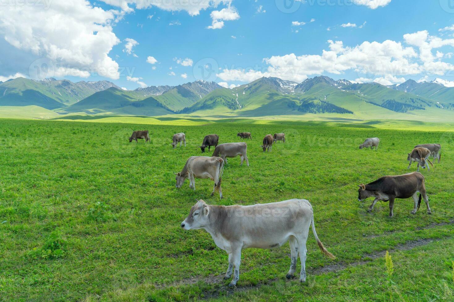 prairie et taureaux en dessous de le bleu ciel. photo