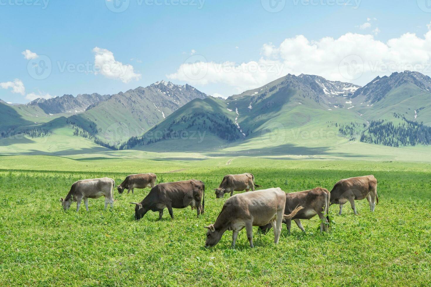 prairie et taureaux en dessous de le bleu ciel. photo