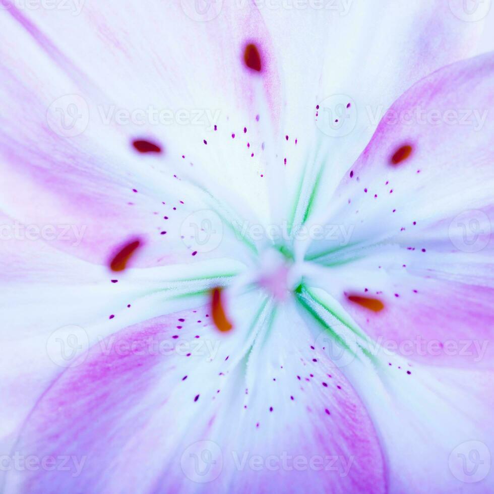 lilly fleur Contexte photo