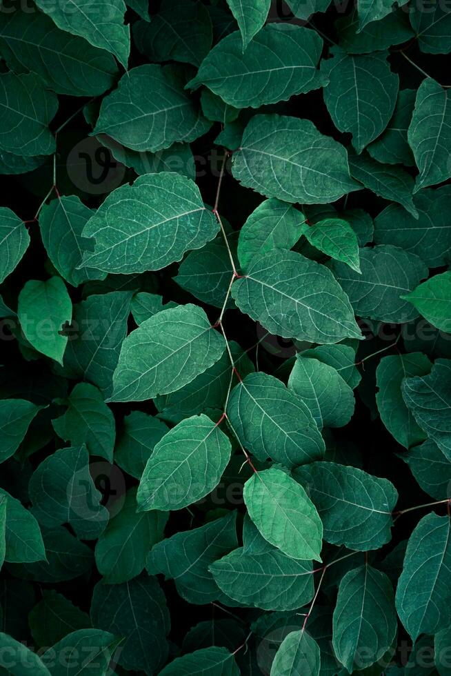 vert Japonais renouée plante feuilles dans printemps, vert Contexte photo