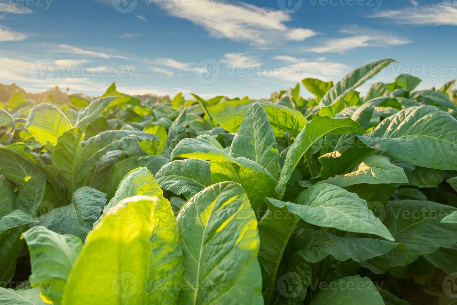 proche en haut de le tabac gros feuille cultures croissance dans le tabac plantation champ, le tabac industrie pour agriculture et exporter. photo