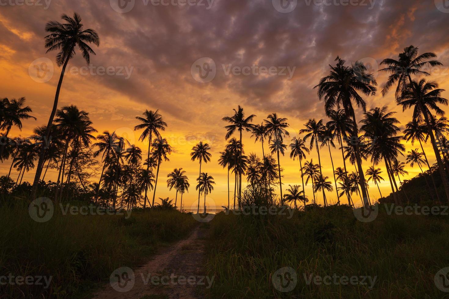 silhouette de cocotier au coucher du soleil sur la plage tropicale photo