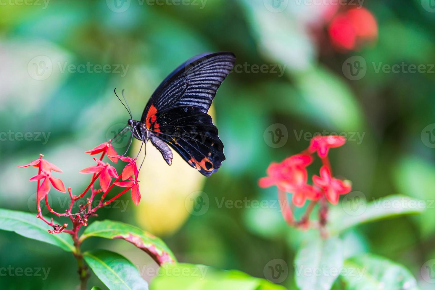 papillon sur fleur photo