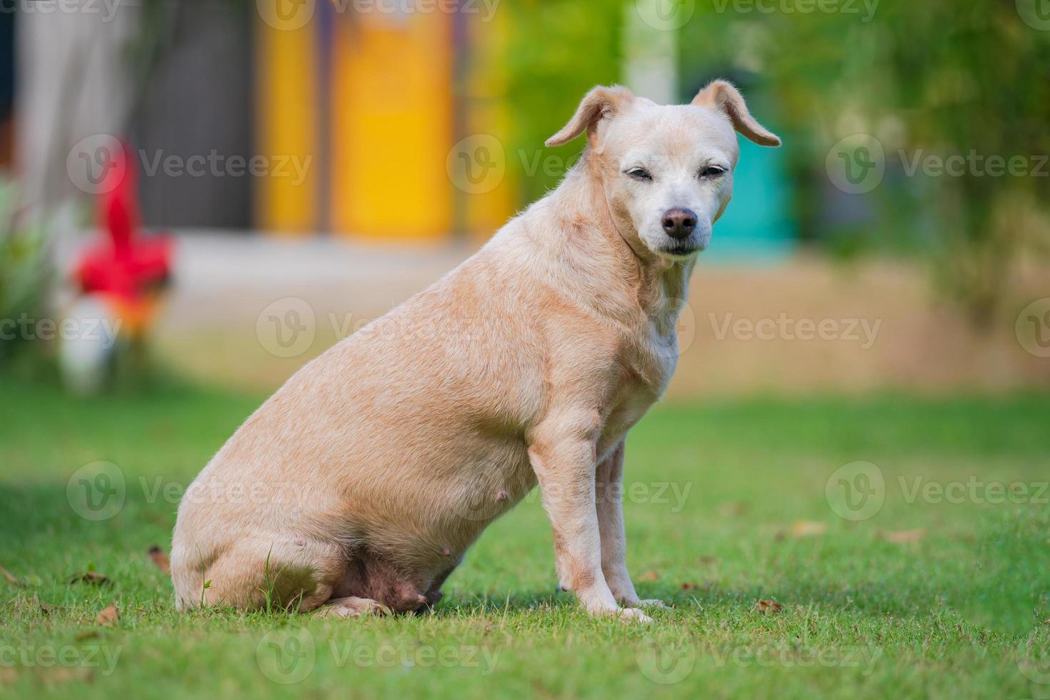 petit chien assis dans la pelouse photo