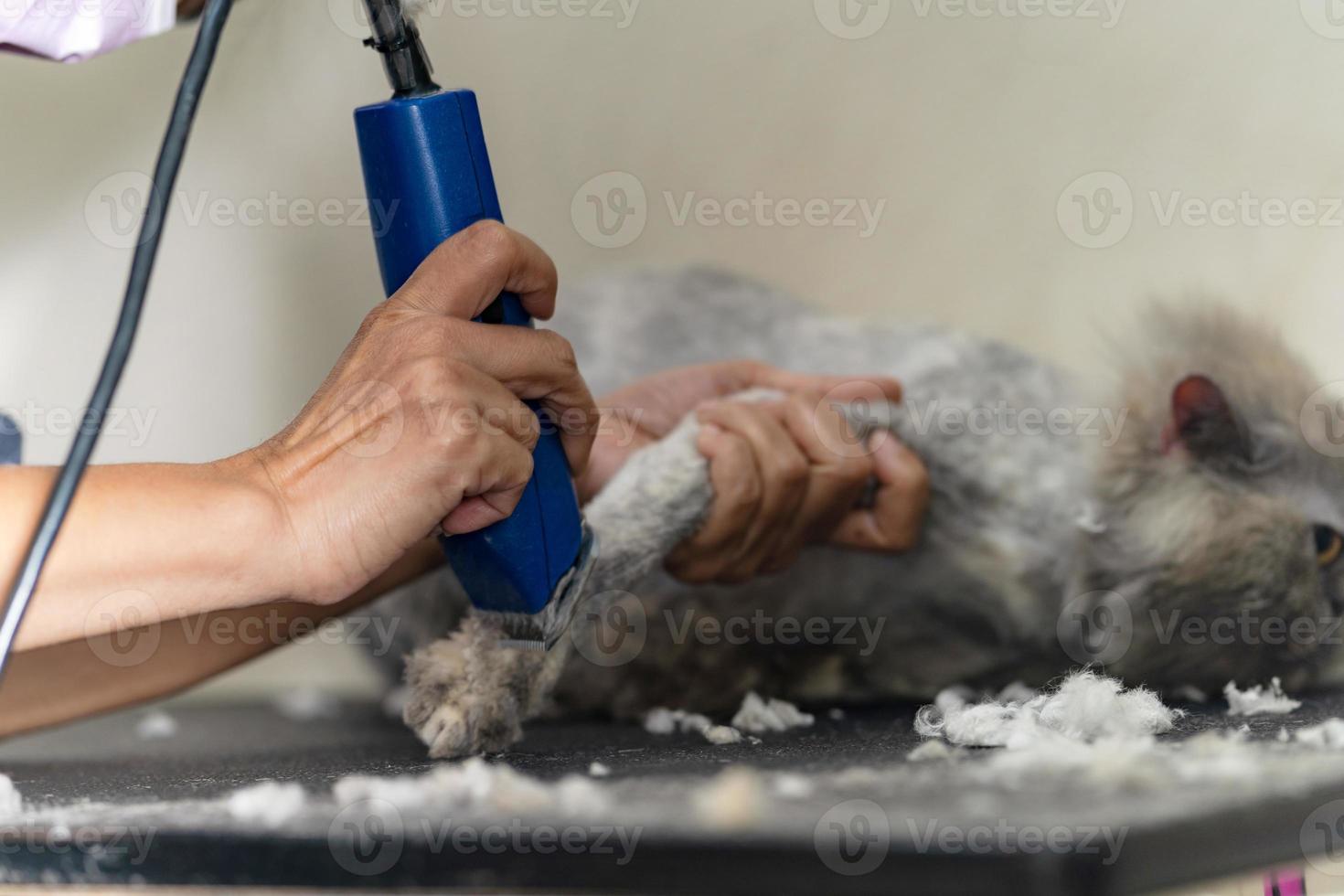 toilettage de chats, toiletteur coupant les poils de chat dans le salon de beauté pour chiens et chats photo