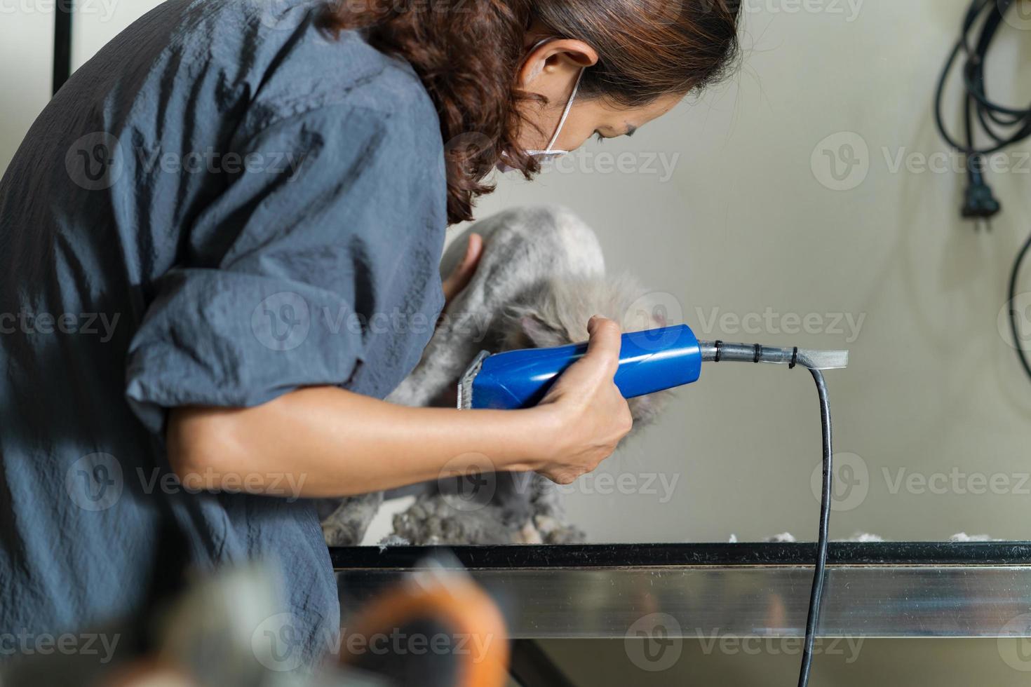 femme toiletteur coupant les cheveux du chat dans un salon du salon de beauté pour chats photo