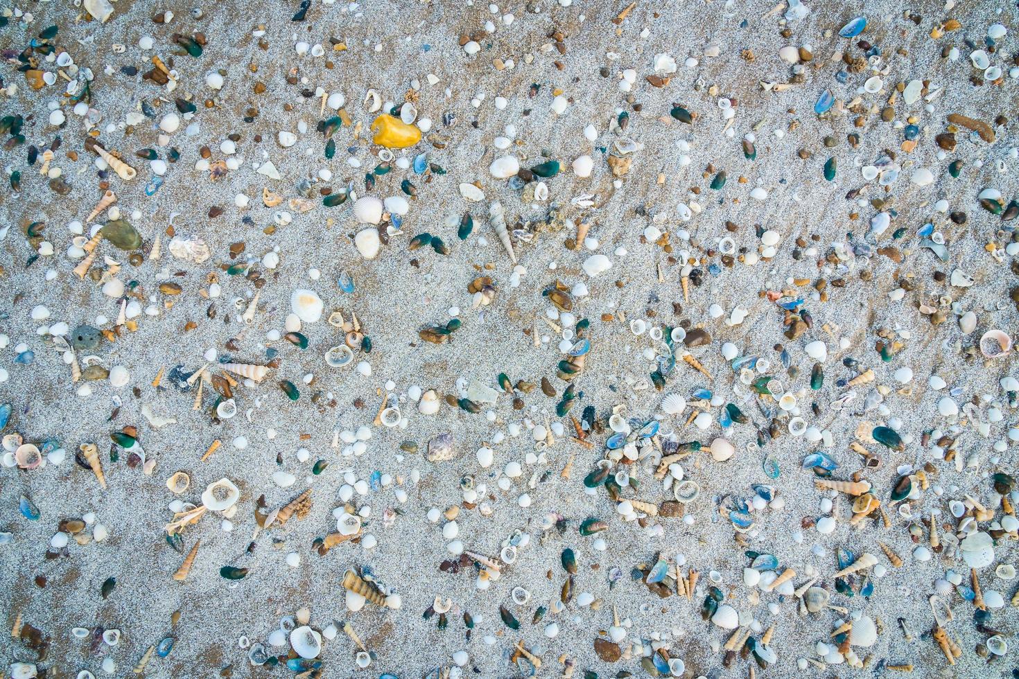 beaucoup de coquillages sur le sable photo