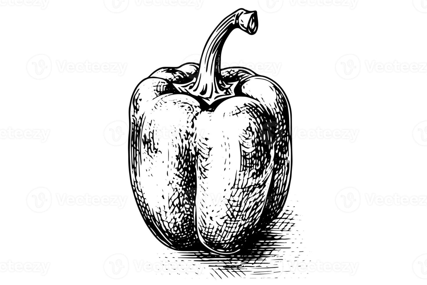 poivre ou paprika main tiré vecteur illustration dans gravure style. photo