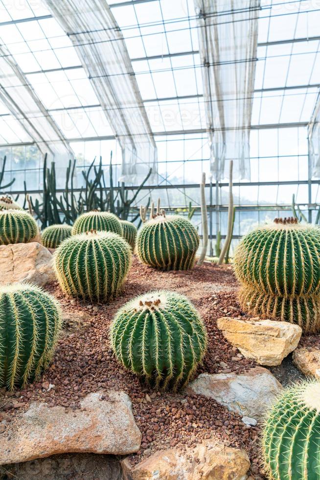 beau cactus dans le jardin du jardin botanique de la reine sirikit à chiang mai, thaïlande photo