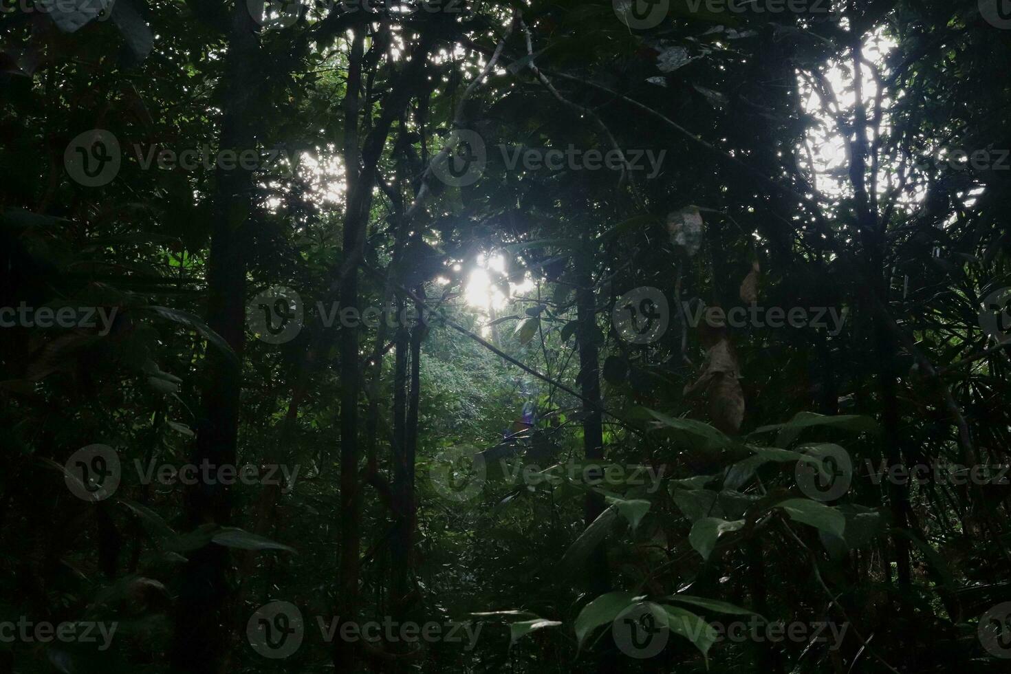 photo de des arbres, les plantes