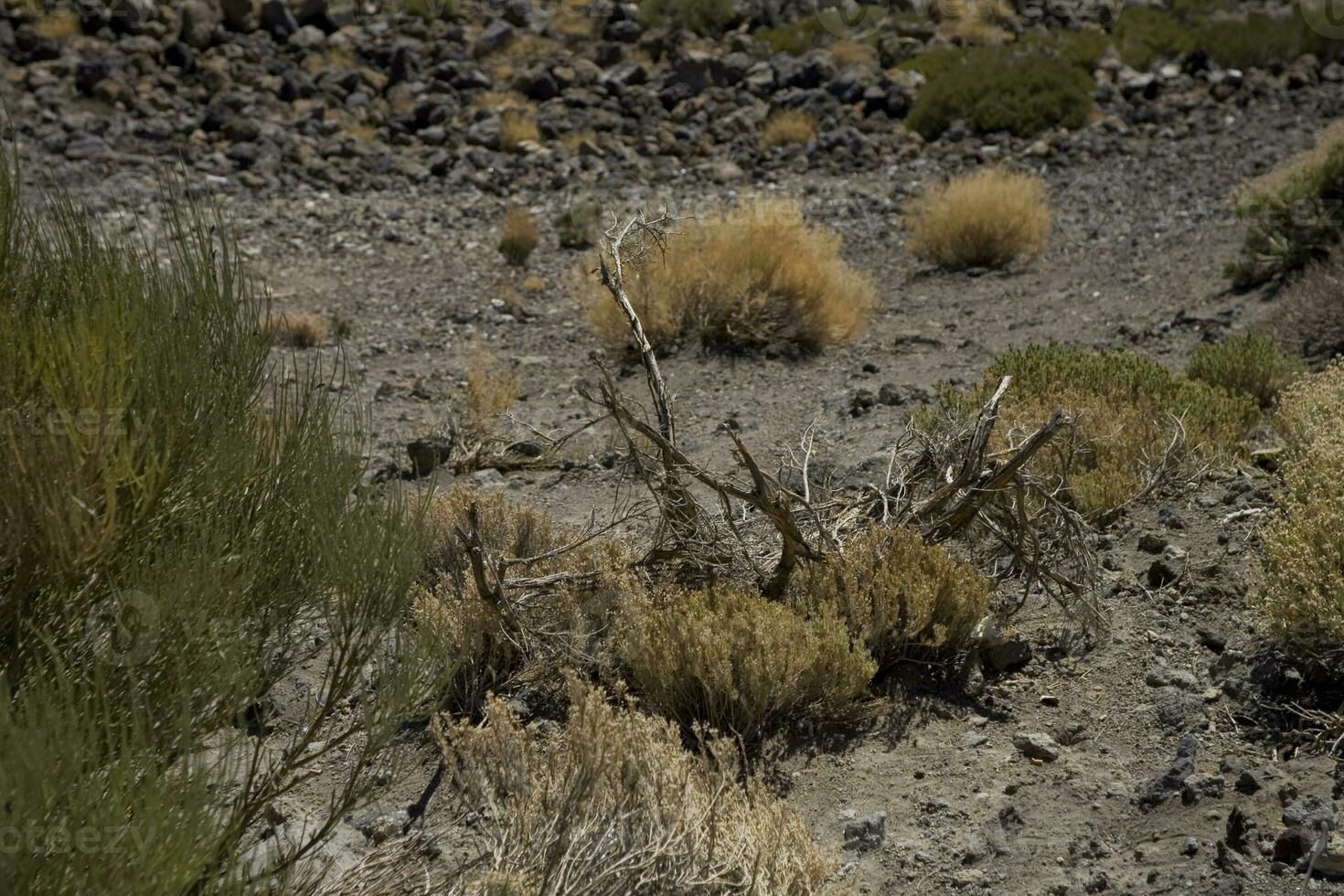 intéressant original plante croissance sur le pistes de le teide volcan sur le Espagnol canari île Tenerife dans fermer sur une chaud été journée photo