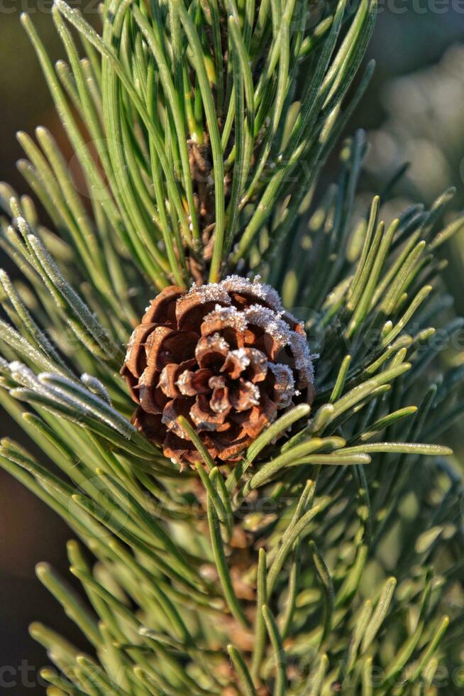 givré vert étoile brindille de une Noël arbre dans le hiver Soleil photo