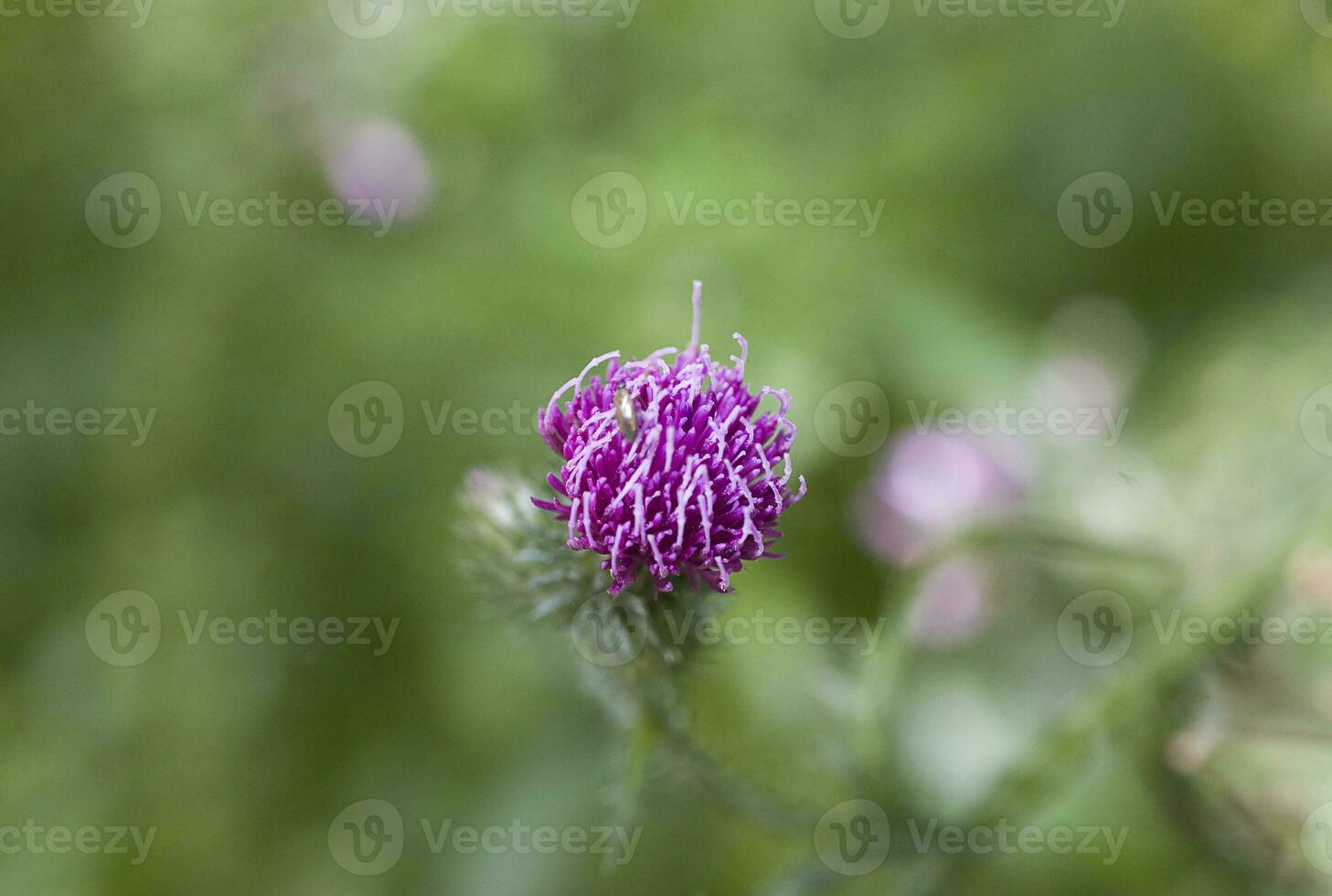 violet été chardon fleur sur une vert Prairie Contexte sur une chaud journée avec gros plans photo
