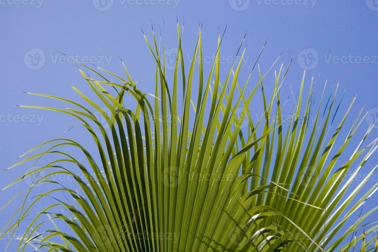 paisible idyllique Contexte avec bleu ciel et vert paume feuilles photo