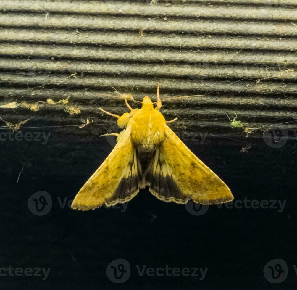 fermer de blé ver de l'oreille papillon de nuit ou helicoverpa zea contre une embrasé lampe dans le soir. photo