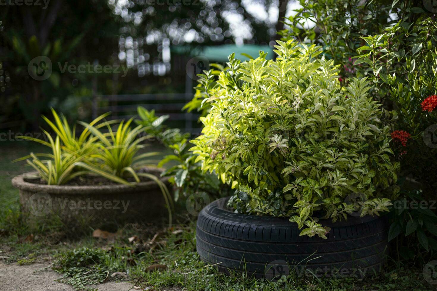 en utilisant les restes à faire mis en pot les plantes photo