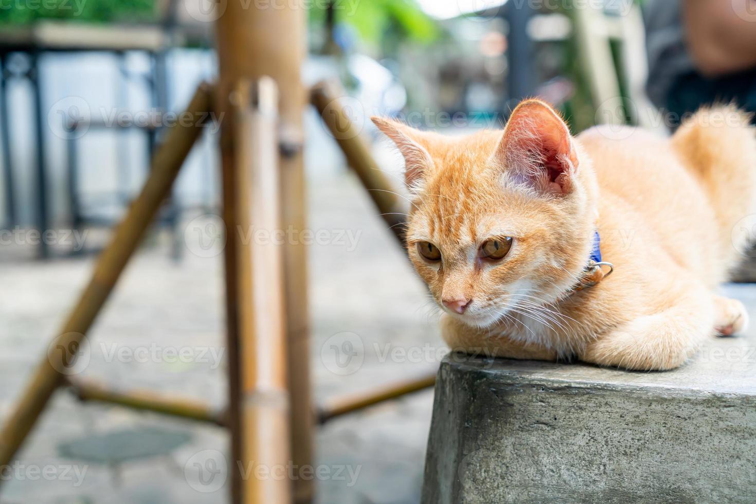 gros plan mignon bébé chat orange photo