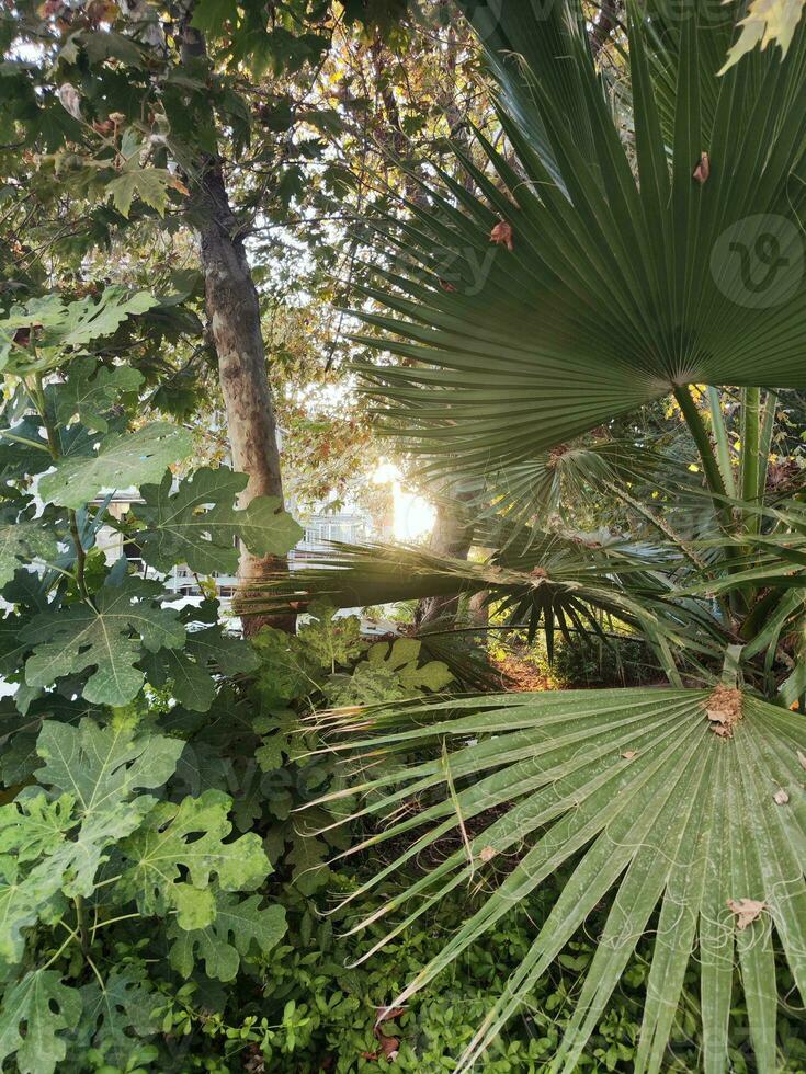 Soleil lumière avec des rayons brillant par tropical paume des arbres et fleurs photo